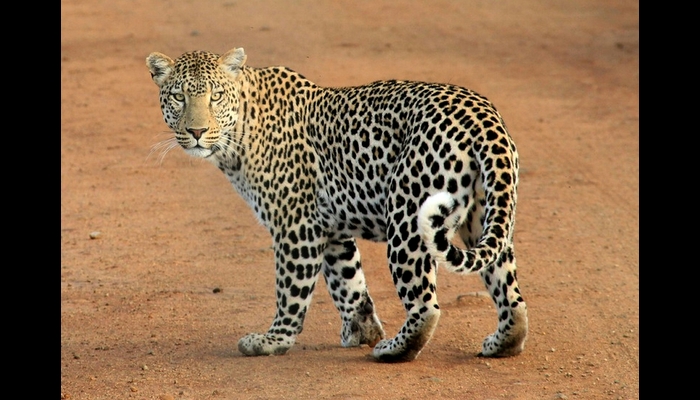 Leopard killed in accident near Anechowkur
